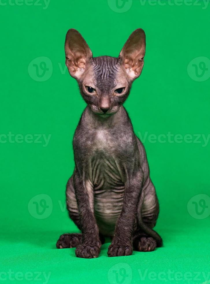 don sphynx gattino foto