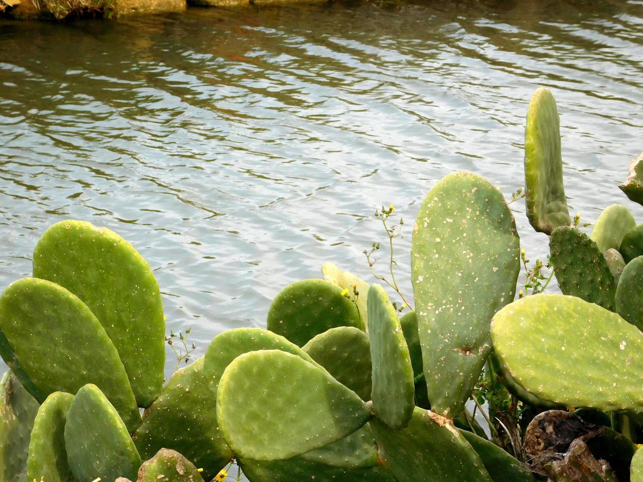 foglie di cactus rotonde vicino al ruscello o al fiume foto