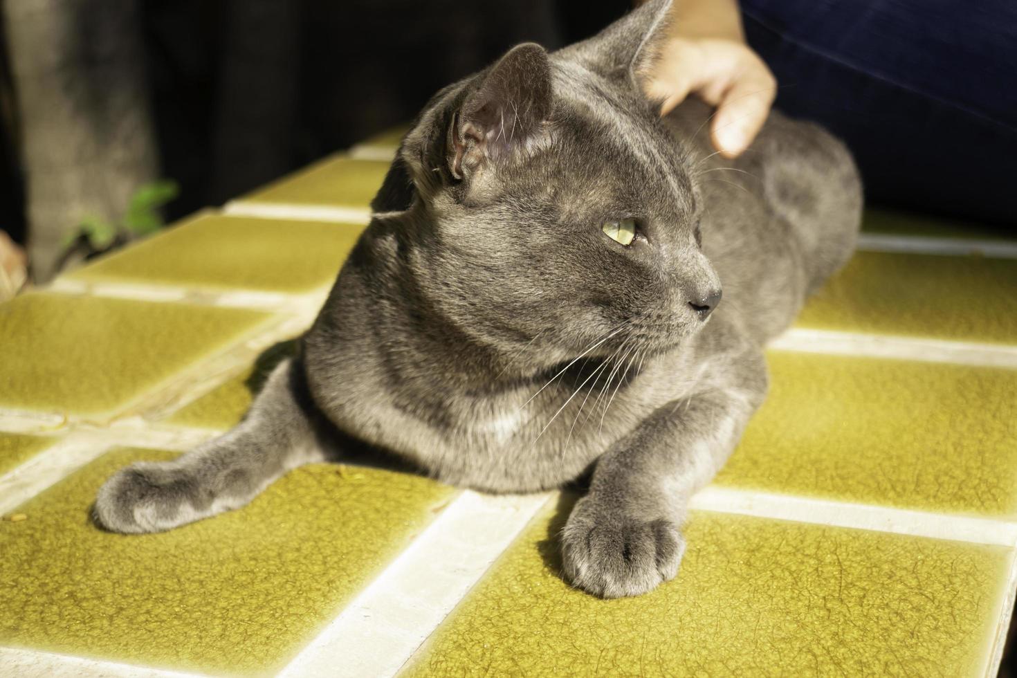 gatto blu russo sulla piastrella foto