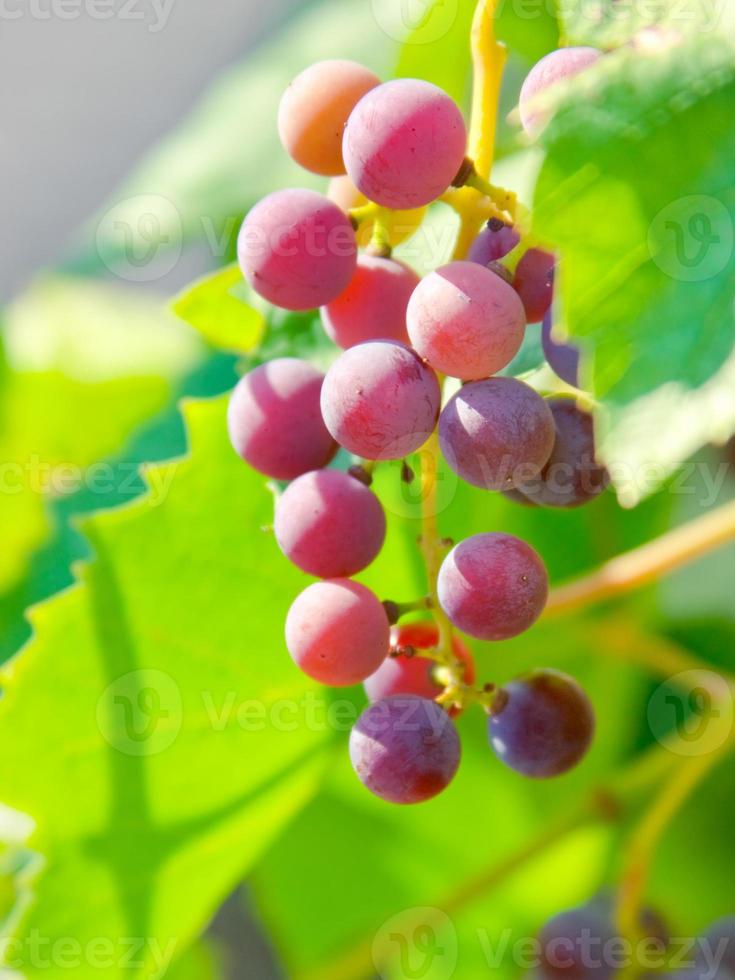 rosso grappoli di uva foto