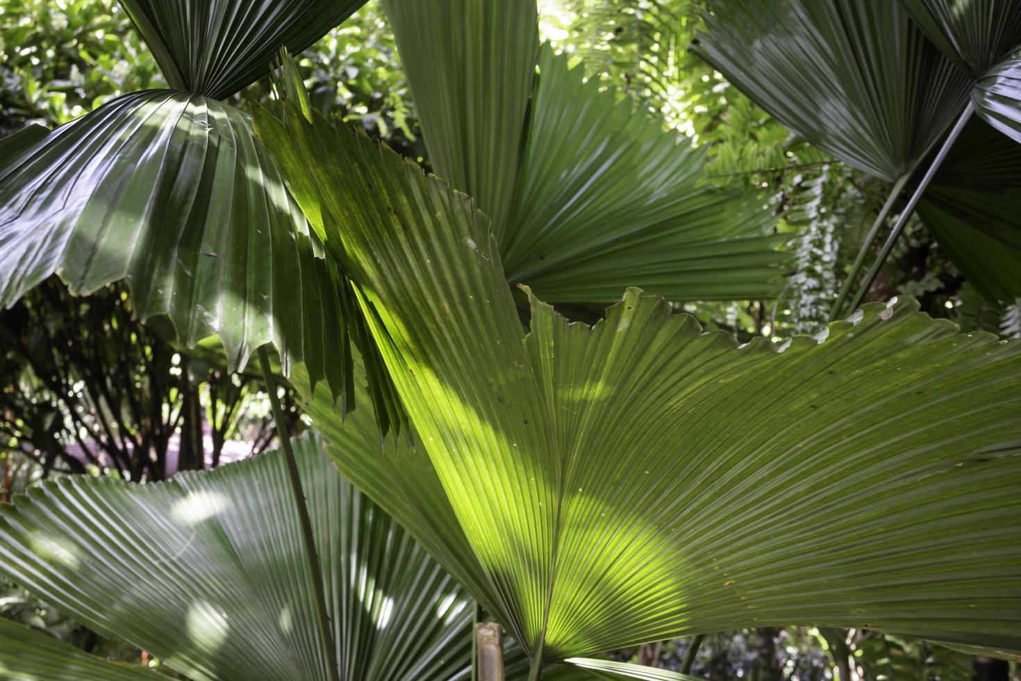 bella pianta di foglie di palma verde foto