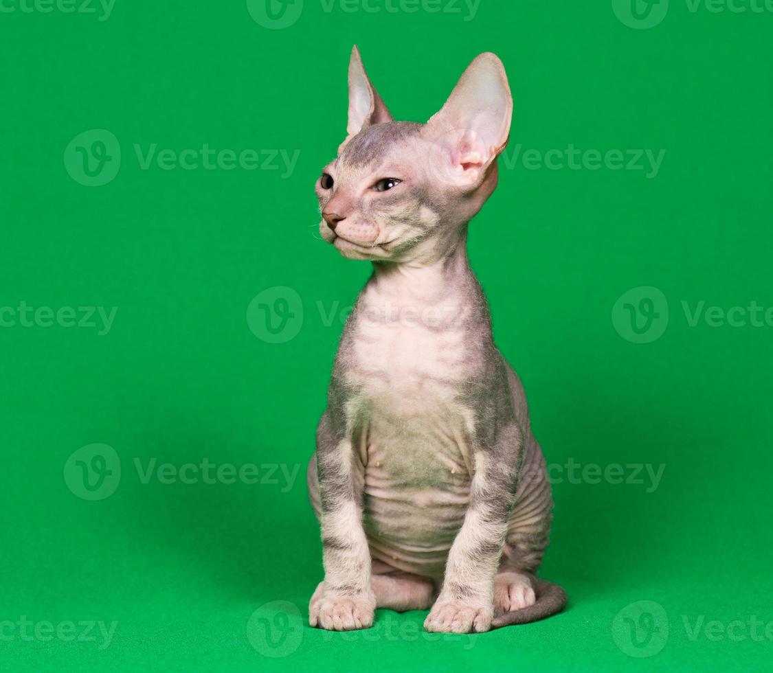 don sphynx gattino foto