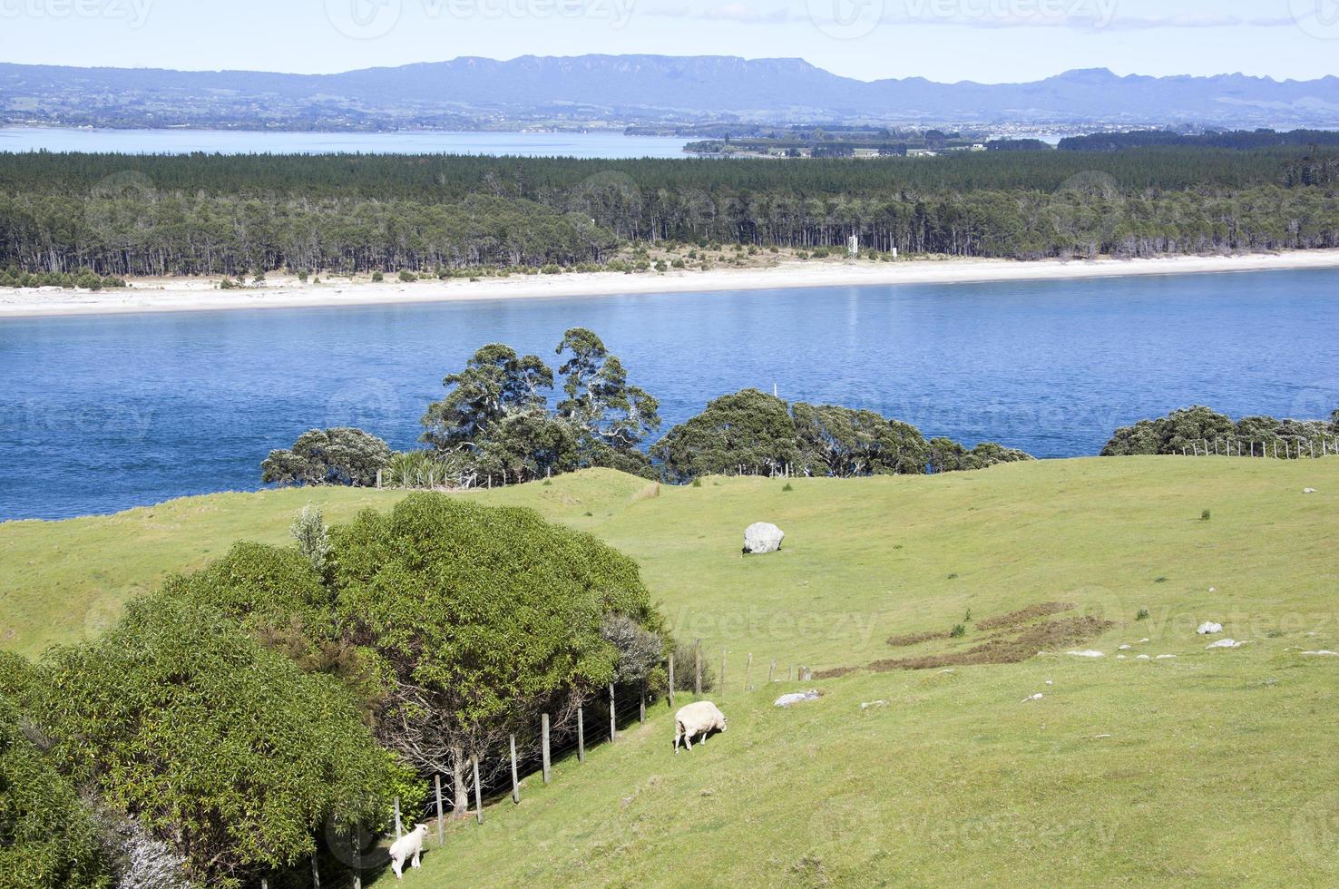 montare maunganui rurale paesaggio e matakana isola foto