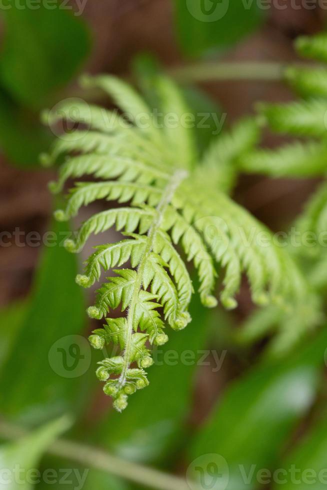 un' fresco felce foglia unfurling nel primavera. foto