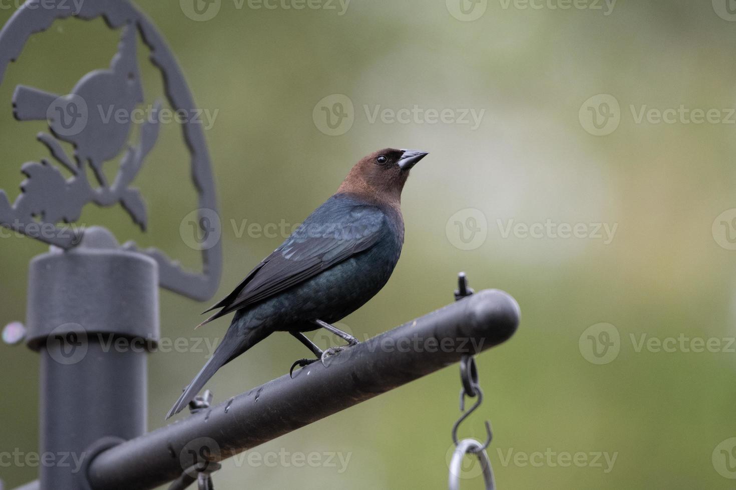 un' dai capelli castani cowbird si siede su il uccello alimentatore nel un' primavera giardino. foto