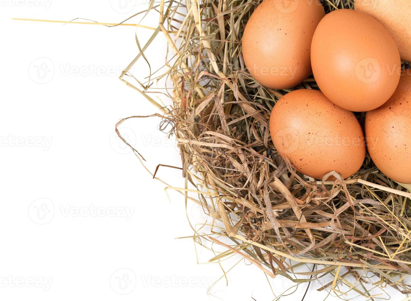 Marrone uova nel un' nido su un' bianca foto