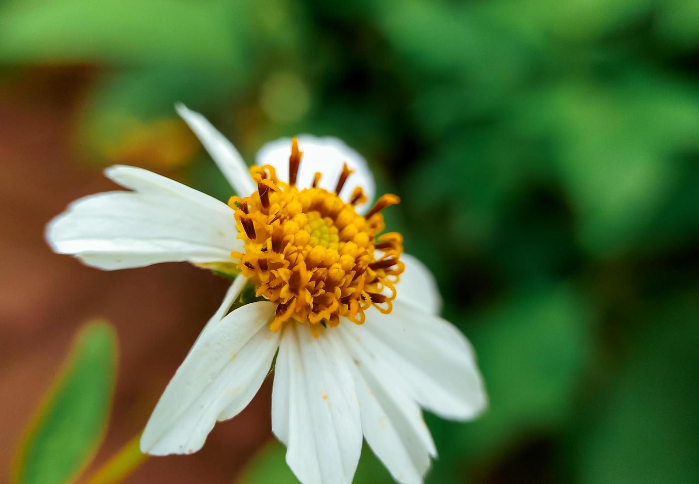 ketul fiore o che cosa è conosciuto scientificamente come biden pelosa, è un' selvaggio pianta quello è spesso trovato a fianco strade o nel piantagioni nel il tropici, fiore sfondo foto