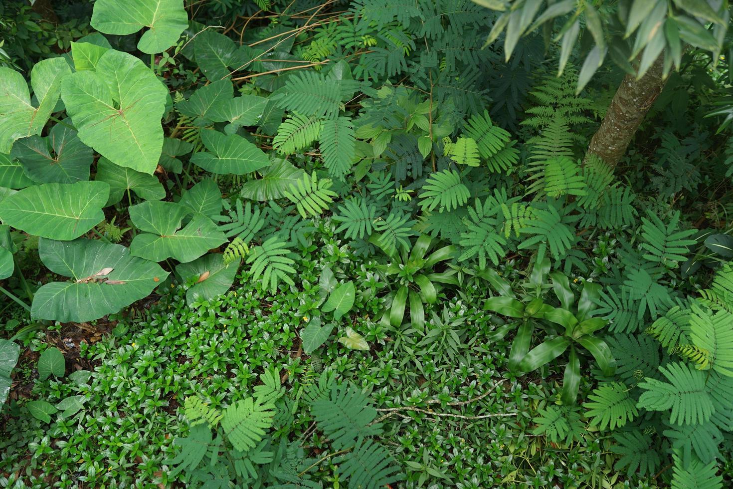 verde felce pianta dentro tropicale foresta nel presto mattina foto