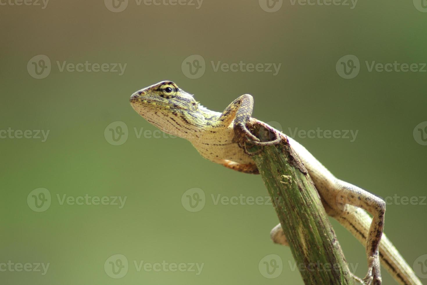 calotes su asciutto ramoscelli con bokeh background.baby calotes foto