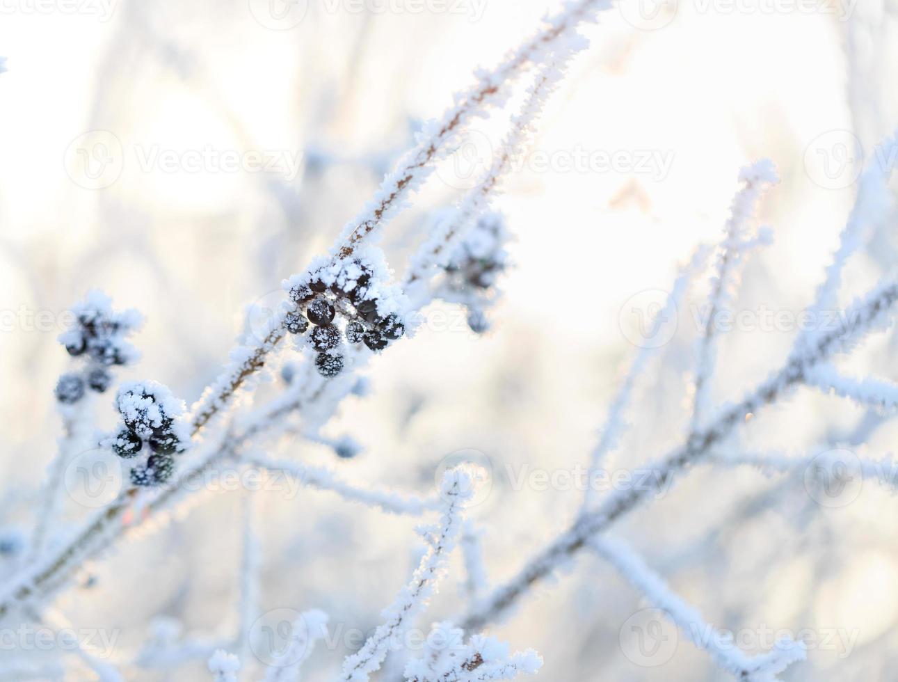 freddo inverno giorno, bellissimo brina e brina su alberi foto