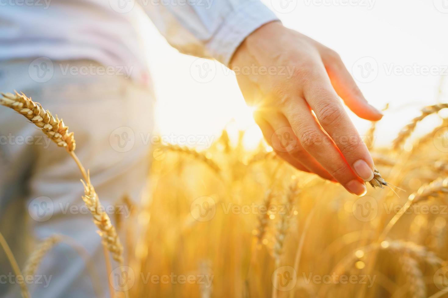 femmina mano toccante Grano su il campo nel un' tramonto leggero foto