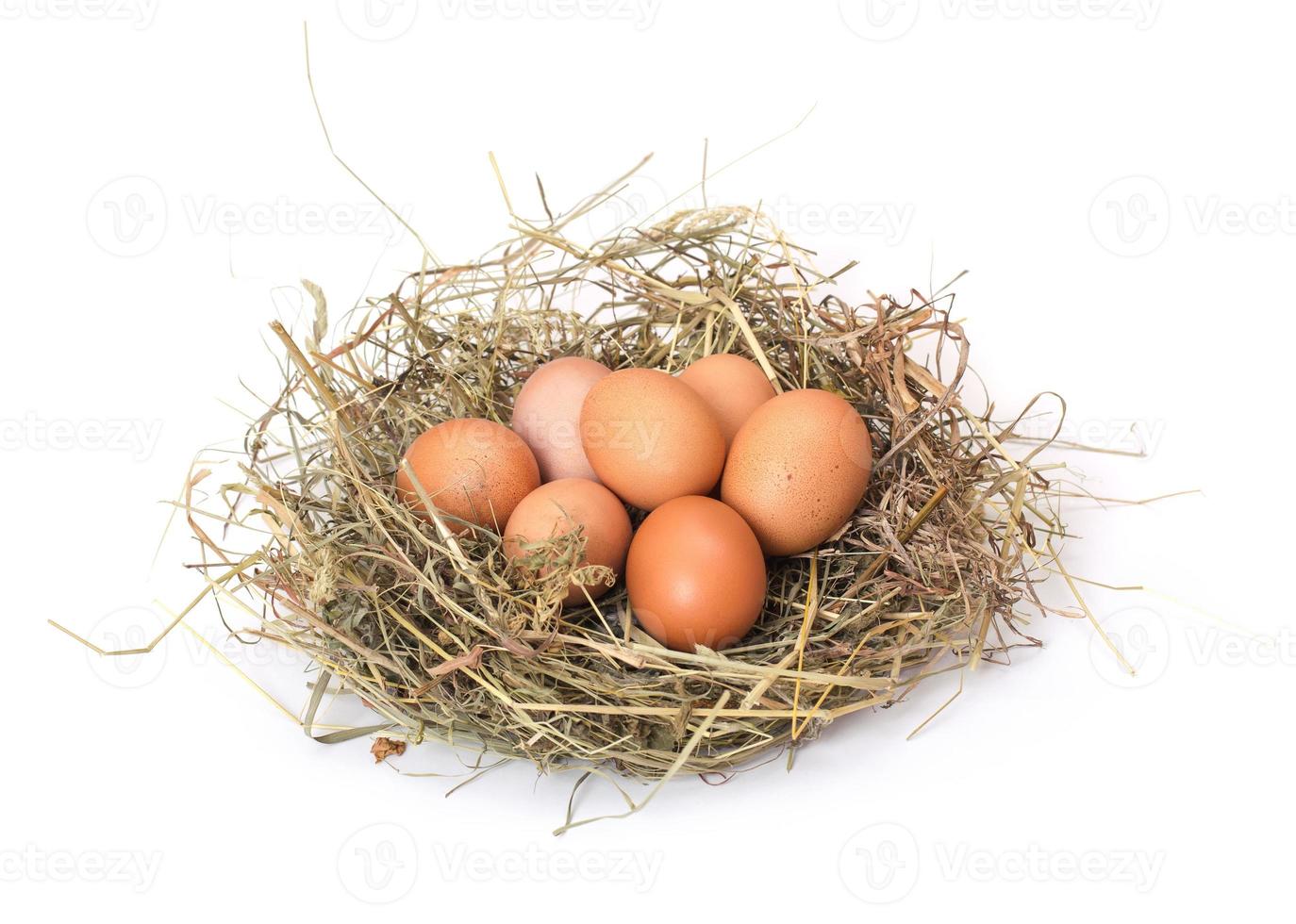 rosolare le uova in un nido foto