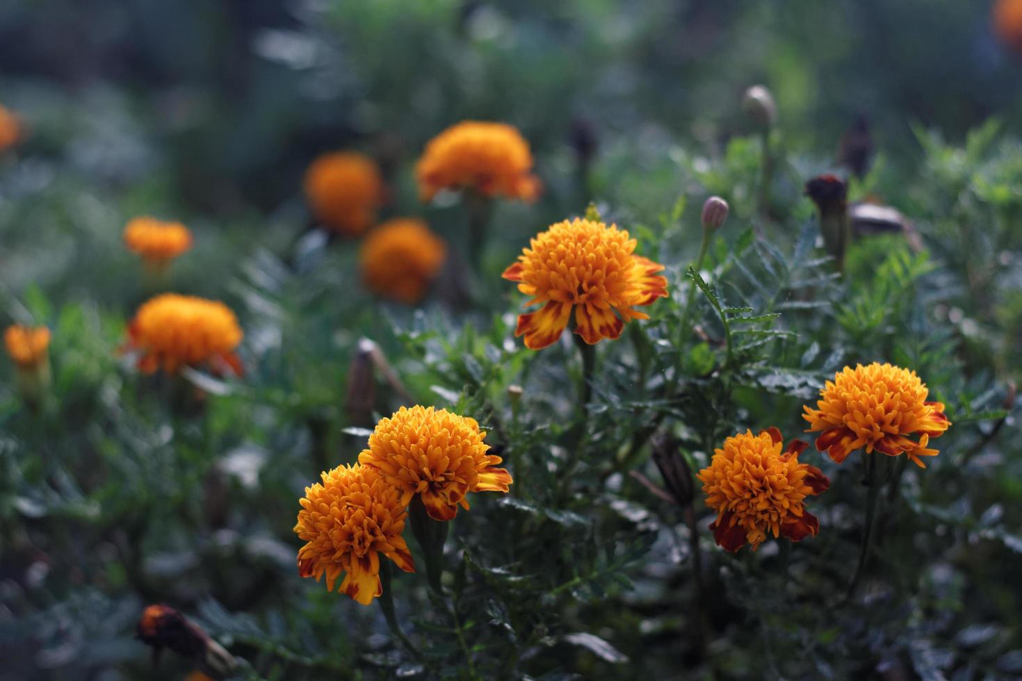 calendula fiori in un giardino foto