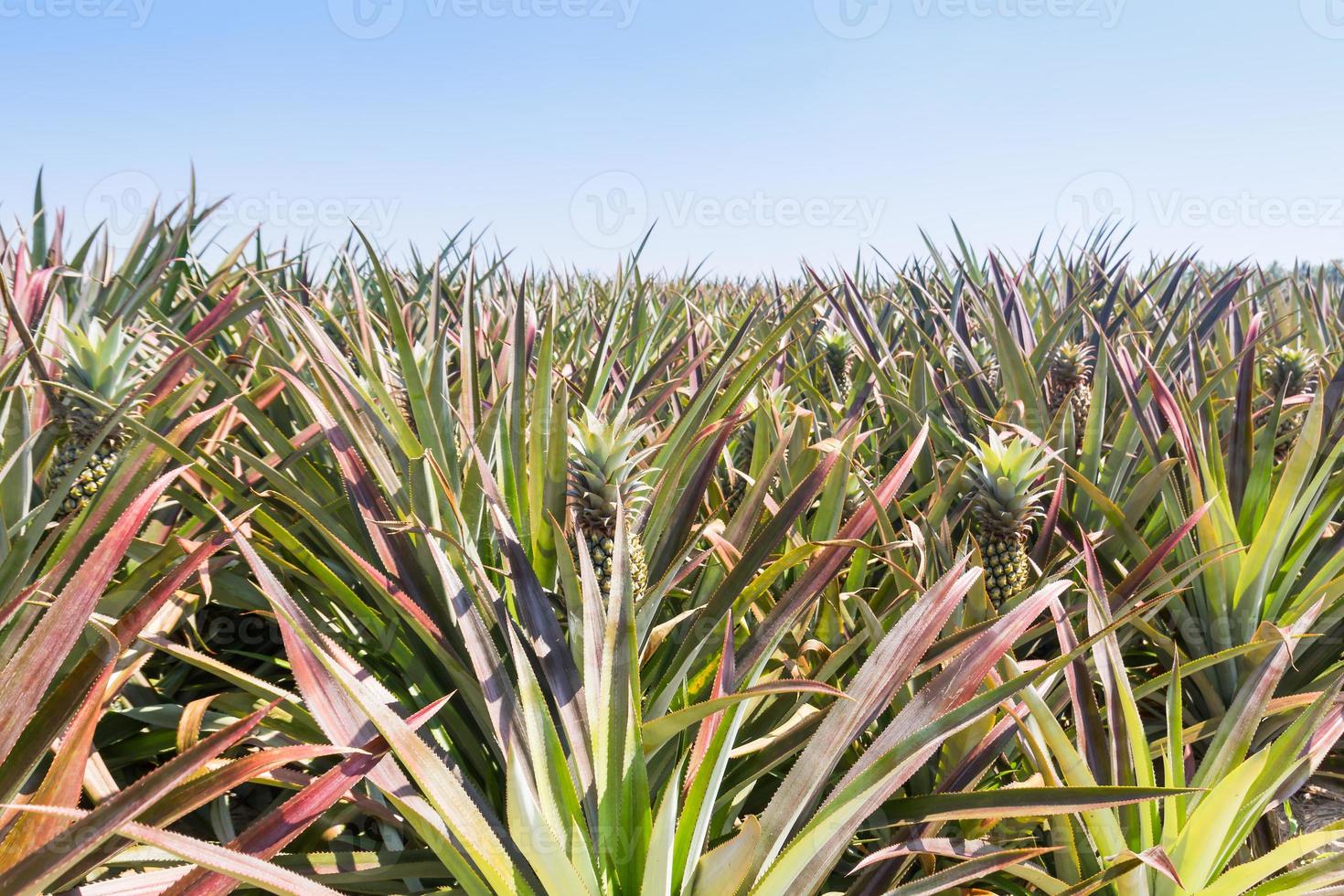 ananas pianta crescere foto