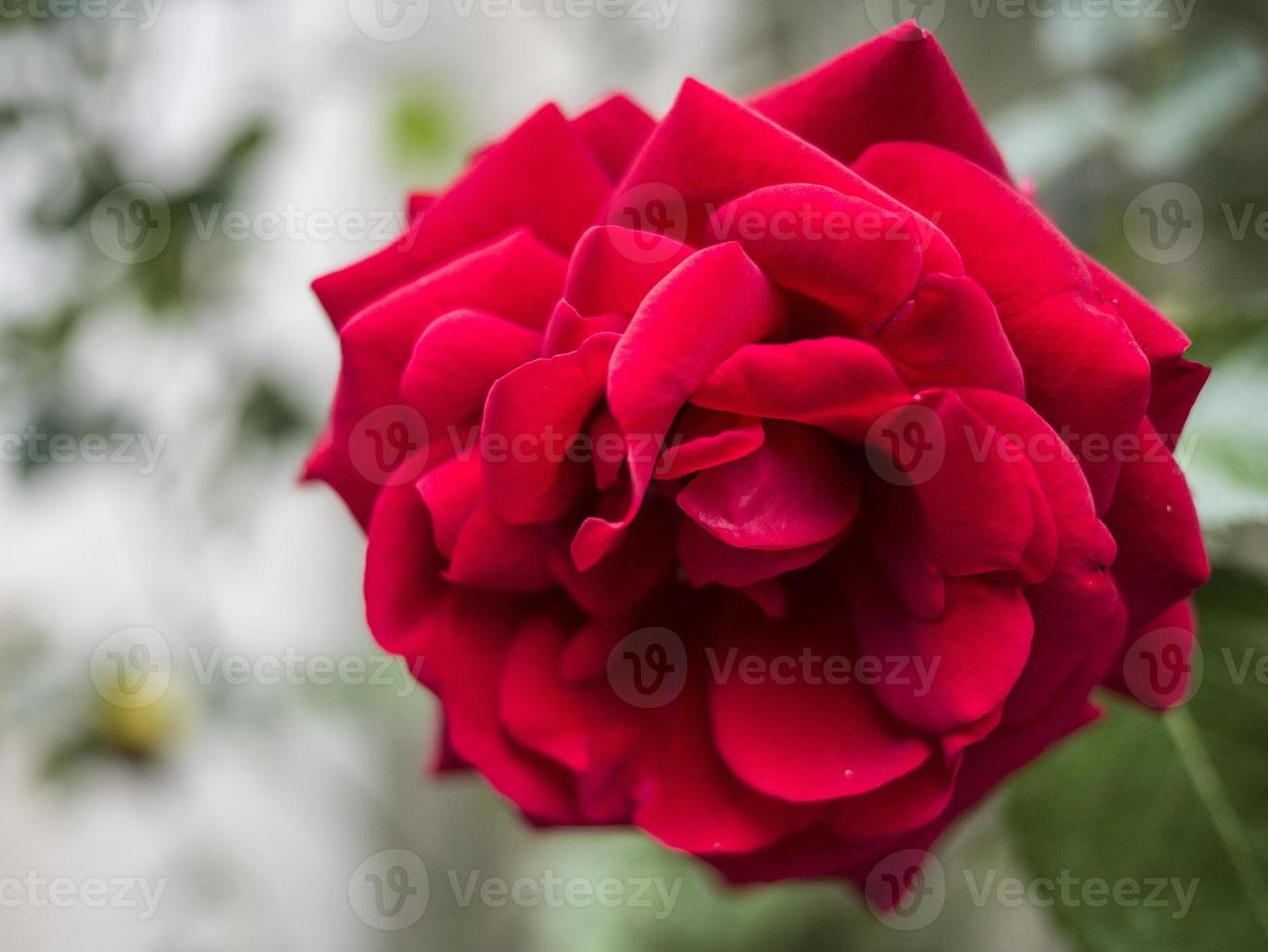 primo piano di una rosa rossa foto