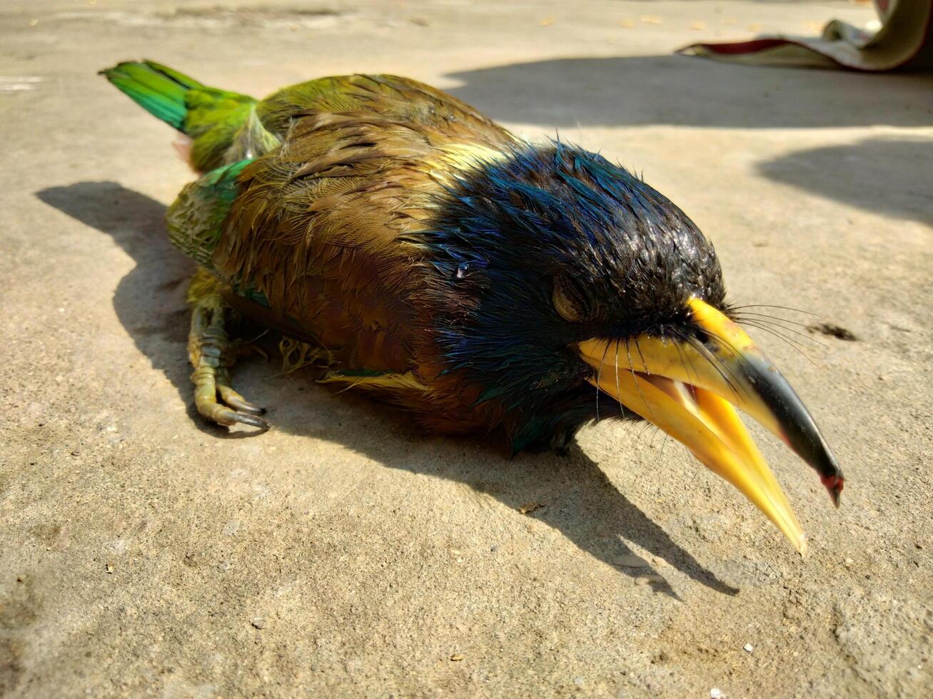 un' uccello quello morto dovuto per caldo nel Questo mondo foto