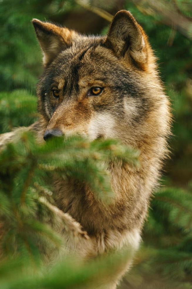 foto di un' grigio lupo