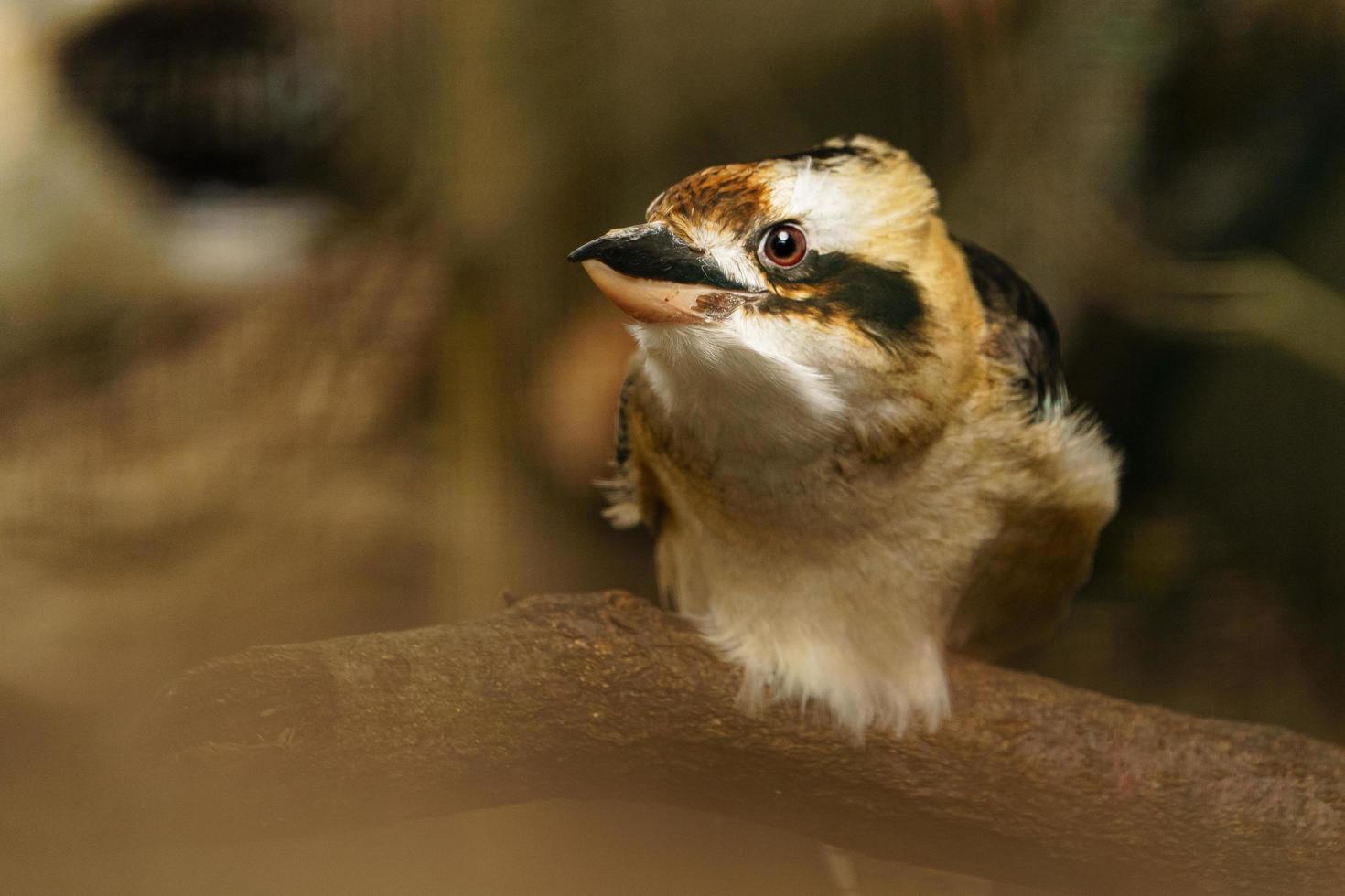 ridere kookaburra sul ramo foto