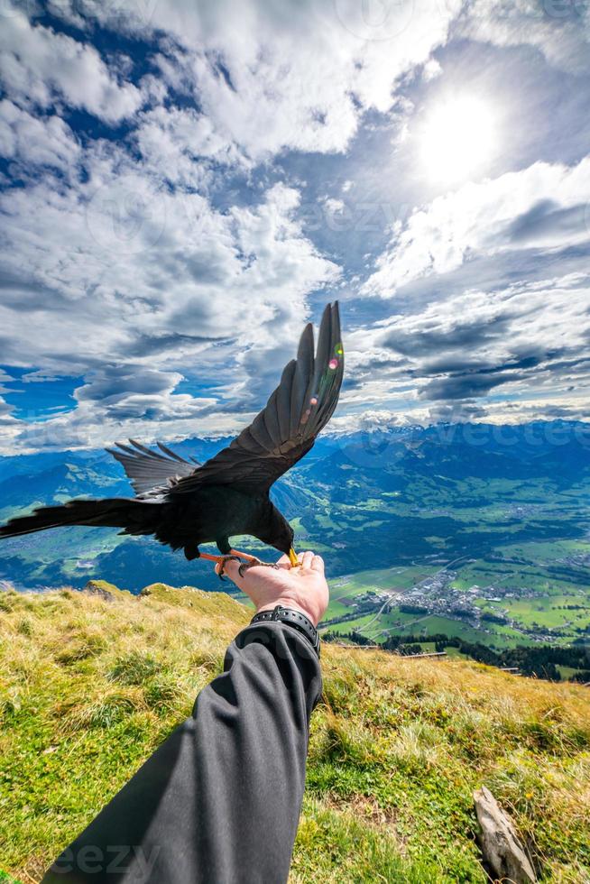 un alpino taccola nero uccello quello mangia a partire dal il mano foto