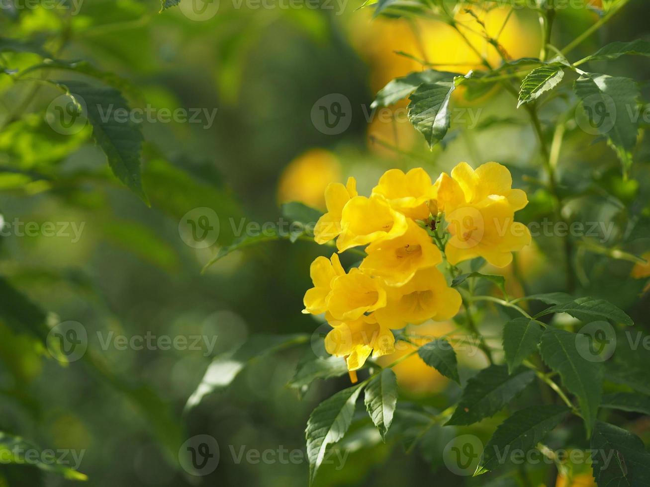 giallo Sambuco, magnoliofita, angiosperme di nome oro giallo colore tromba fiore, giallo Sambuco, tromba, tecoma stans sfocato di sfondo bellissimo nel natura fioritura foto