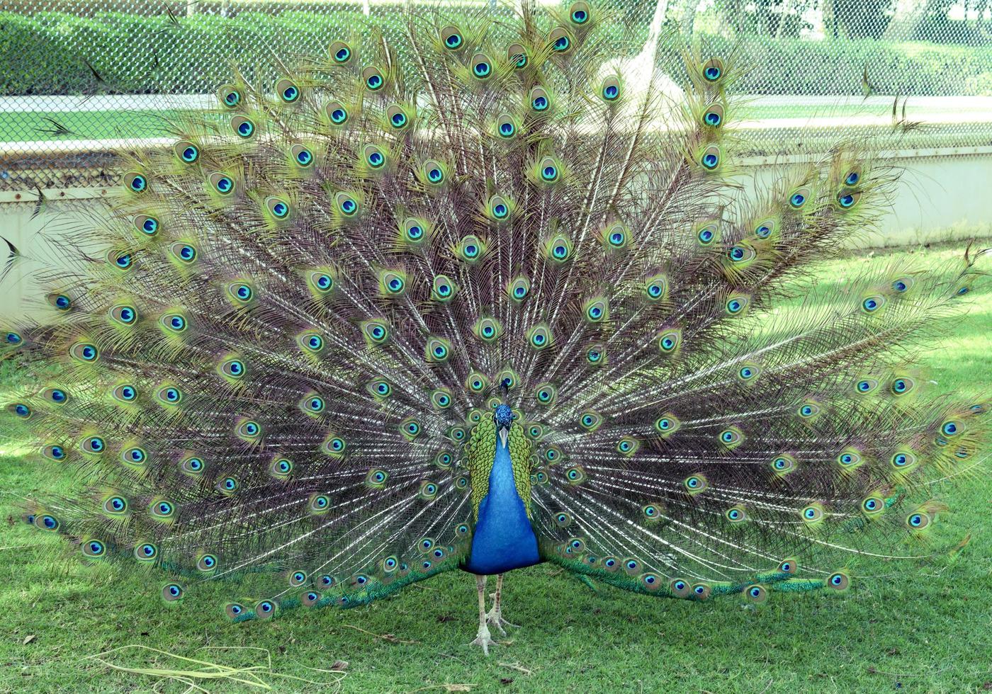 verde pavone .tre tipi di picco flusso, pavoni nel multiplo colori foto