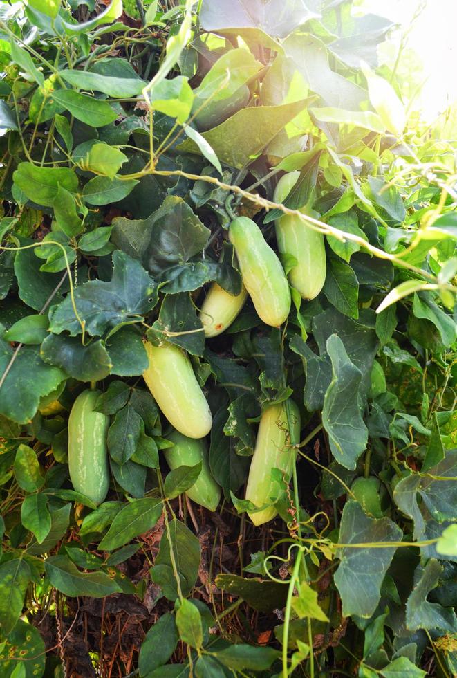 frutta di lvy zucca pianta su vite albero nel il verdura giardino coccinia grandis foto