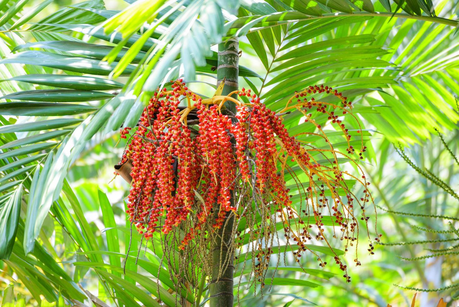 Data palma frutta maturo - sigillatura cera palma su il albero foto