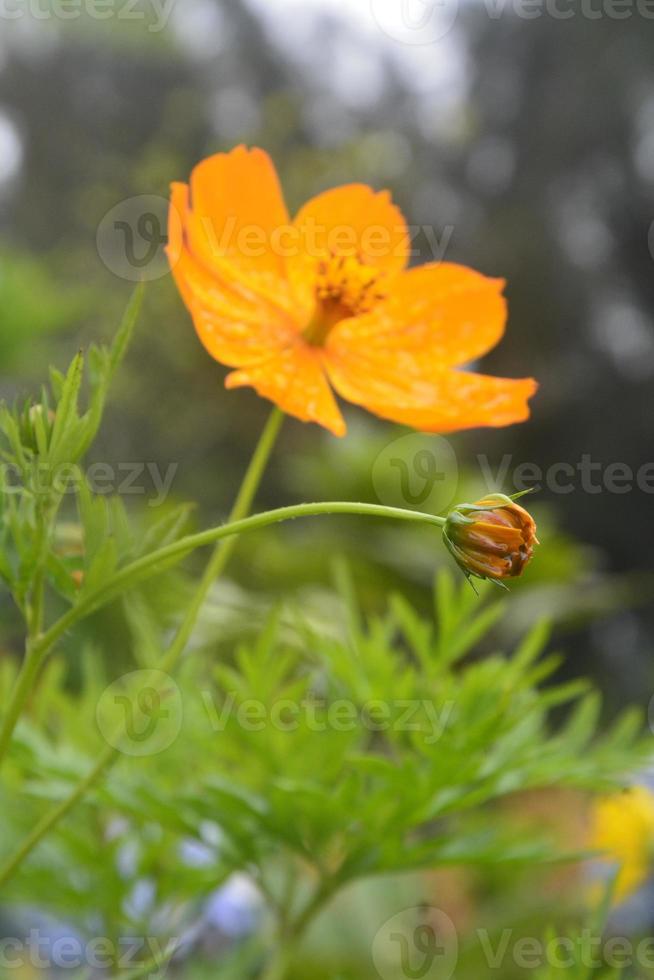 molto bellissimo fiore foto