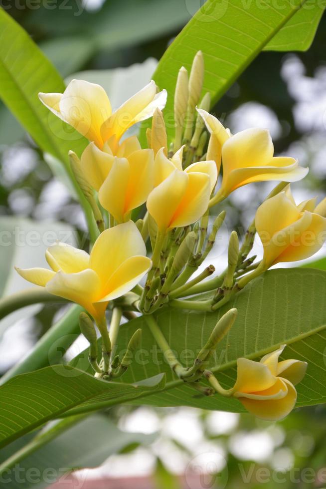 molto bellissimo fiore foto