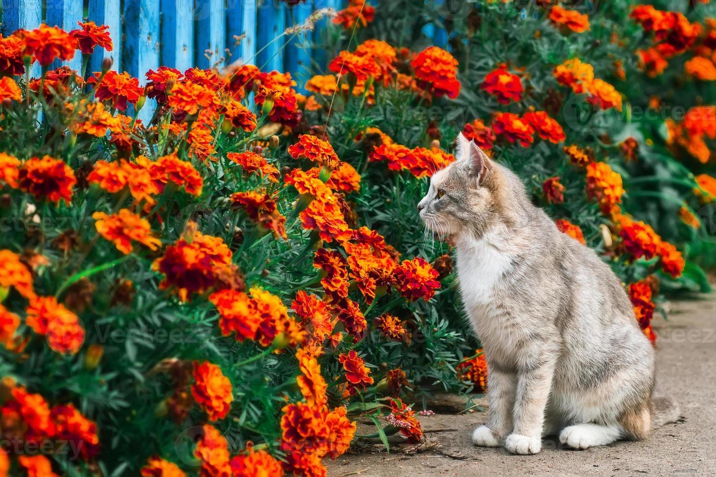 grigio a strisce gatto passeggiate su un' guinzaglio su verde erba all'aperto.. foto