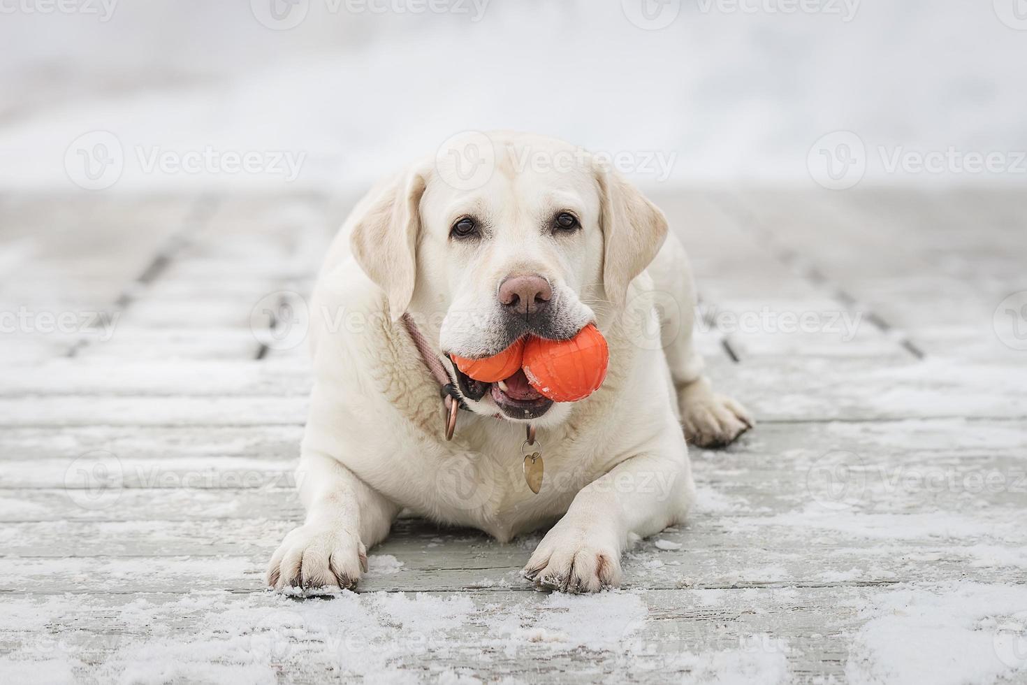 labrador divertimento e Giochi all'aperto durante soleggiato inverno giorno foto