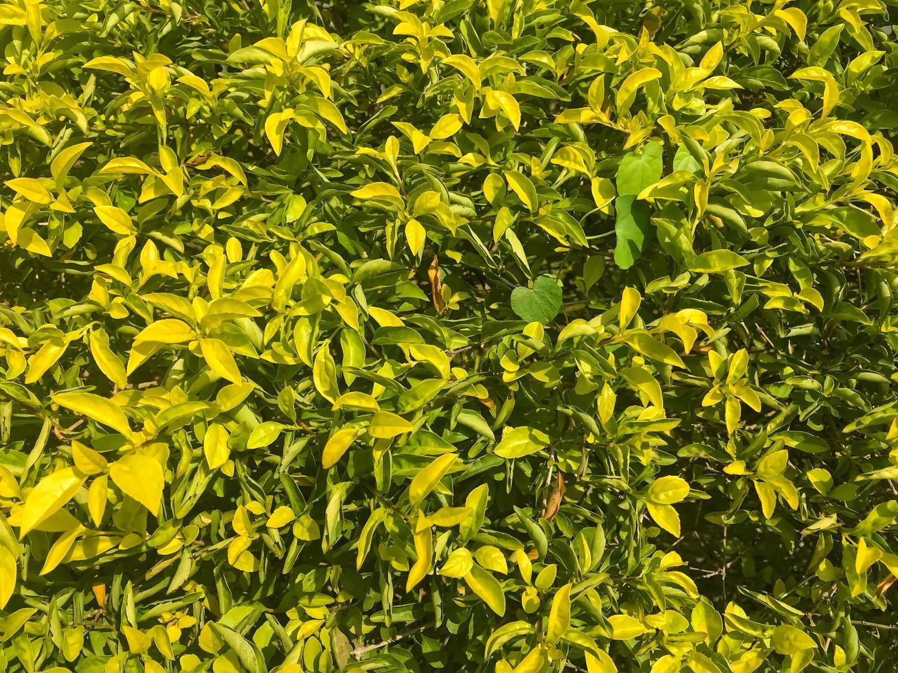 verde foglia di duranta repens albero foto