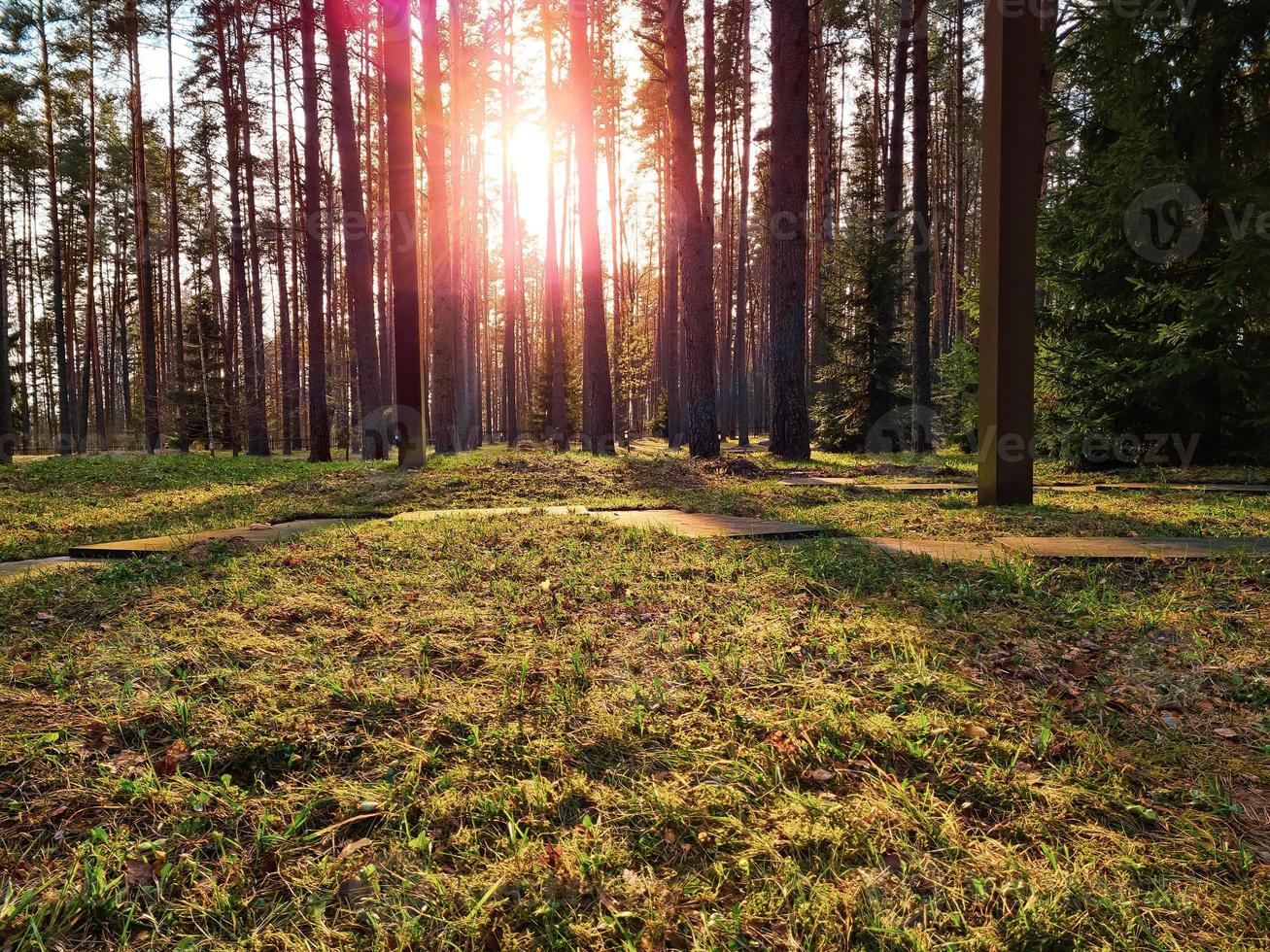 sole raggi splendente nel foresta. sagome di alberi e ombre. tramonto tra alto pini. naturale paesaggio. foto