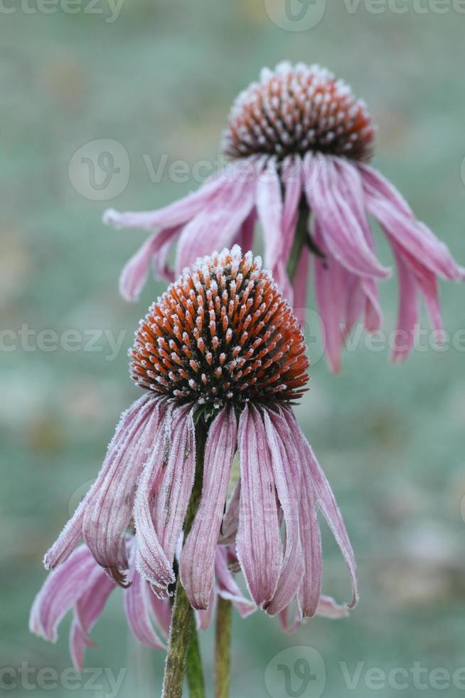 brina coperto pallido viola coneflowers foto