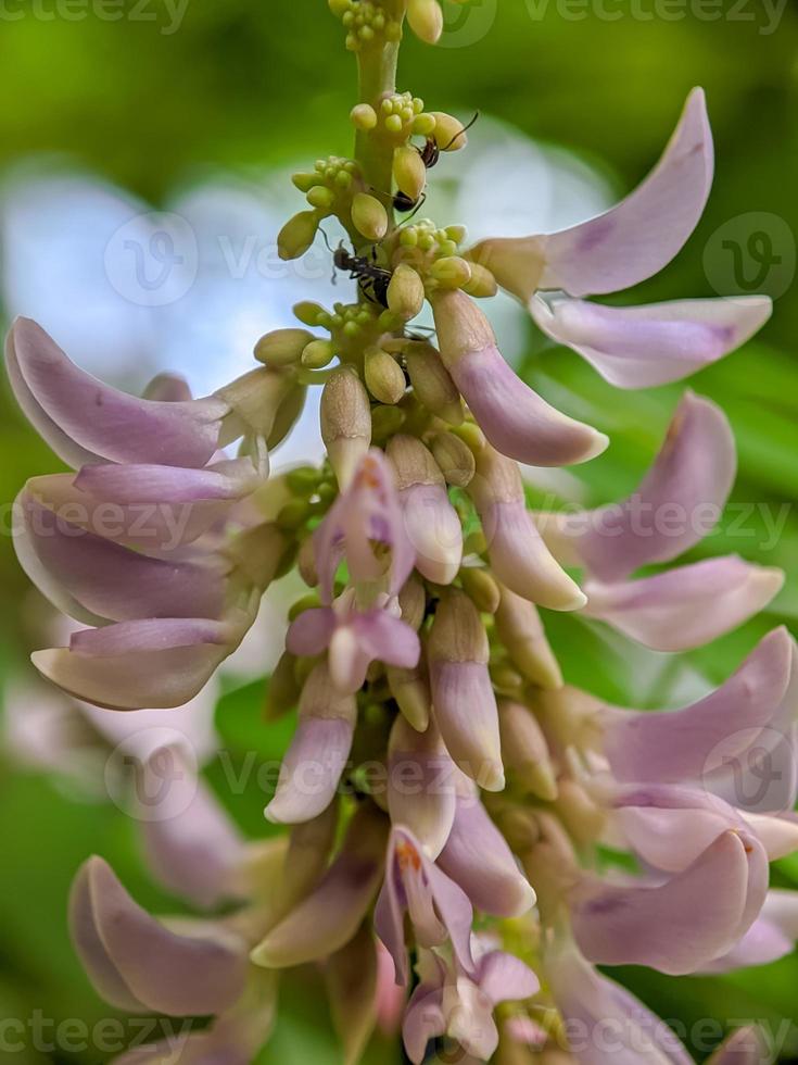 macro fotografia natura sfondo foto