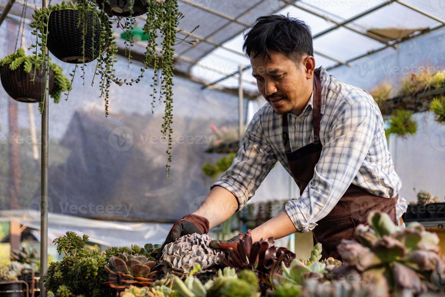 asiatico giardiniere è Lavorando dentro il serra pieno di succulento impianti collezione mentre controllo sotto foglia per peste e malattia per ornamentale giardino e tempo libero passatempo concetto foto