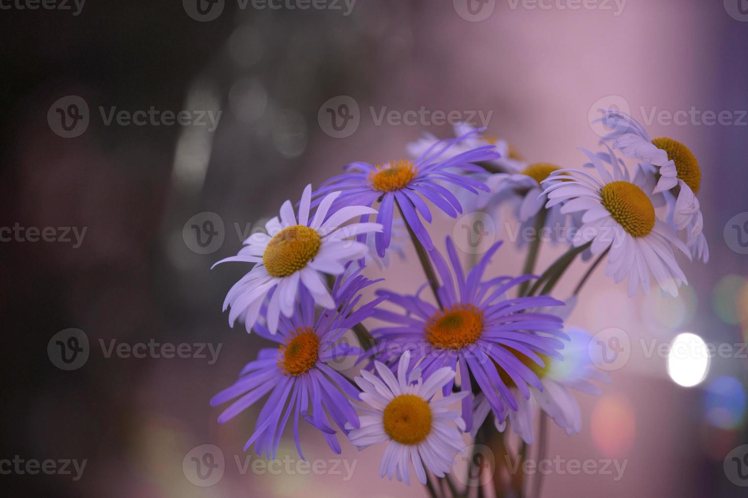 viola fiori nel iridescente bokeh macchie. naturale ecologico sfondo. foto