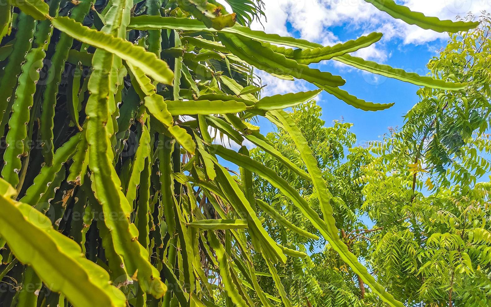 fiore e pianta di un' Drago frutta pitaya nel playa del Carmen Messico. foto