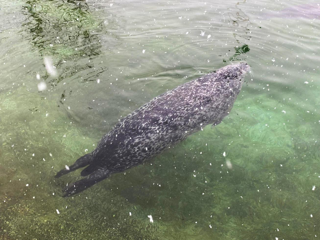 un' Visualizza di un' foca nel il acqua nel inverno foto