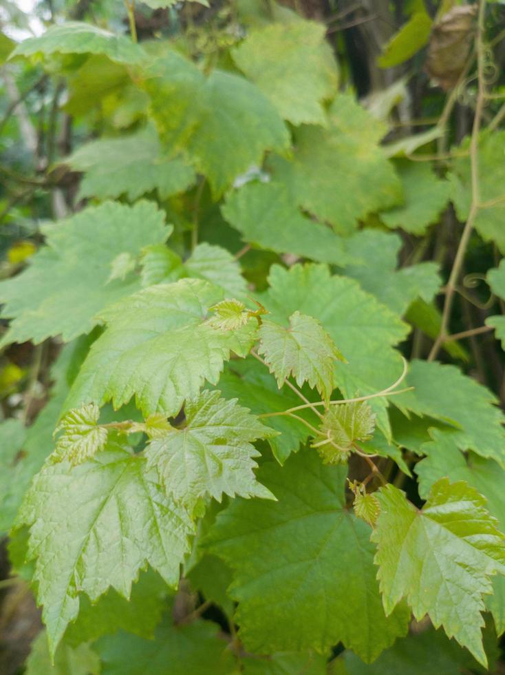 selettivo messa a fuoco per giovane verde uva le foglie. focalizzazione morbida foto