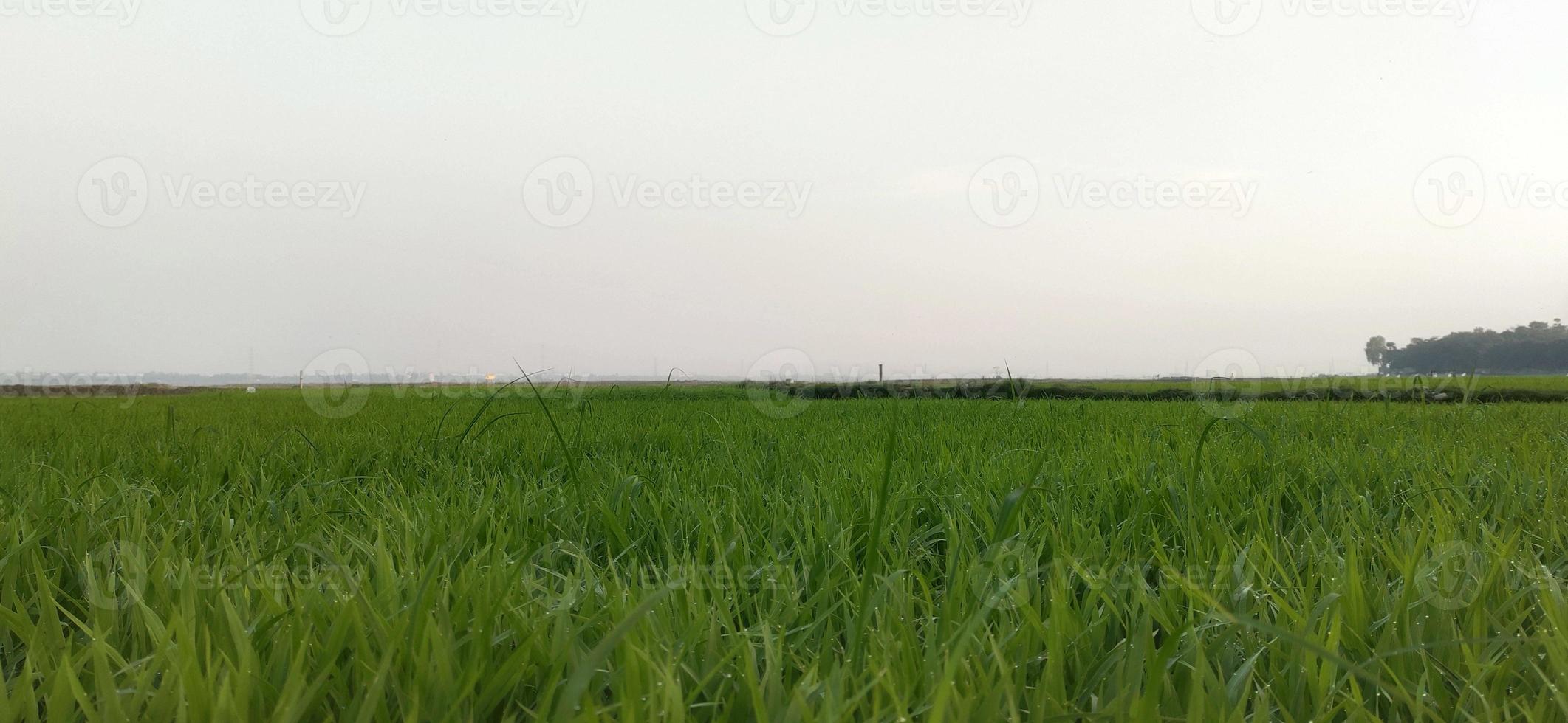 riso risaia campo foto, verde naturale Visualizza foto