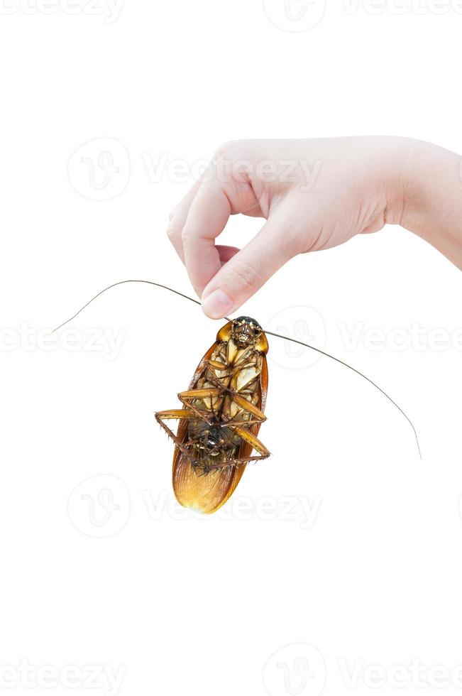 mano Tenere Marrone scarafaggio al di sopra di bianca sfondo, scarafaggi isolato su bianca sfondo, scarafaggi come vettori di malattia foto