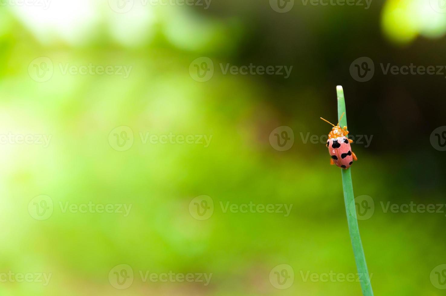 coccinella su verde erba foglia a bellissimo verde natura sfondo foto