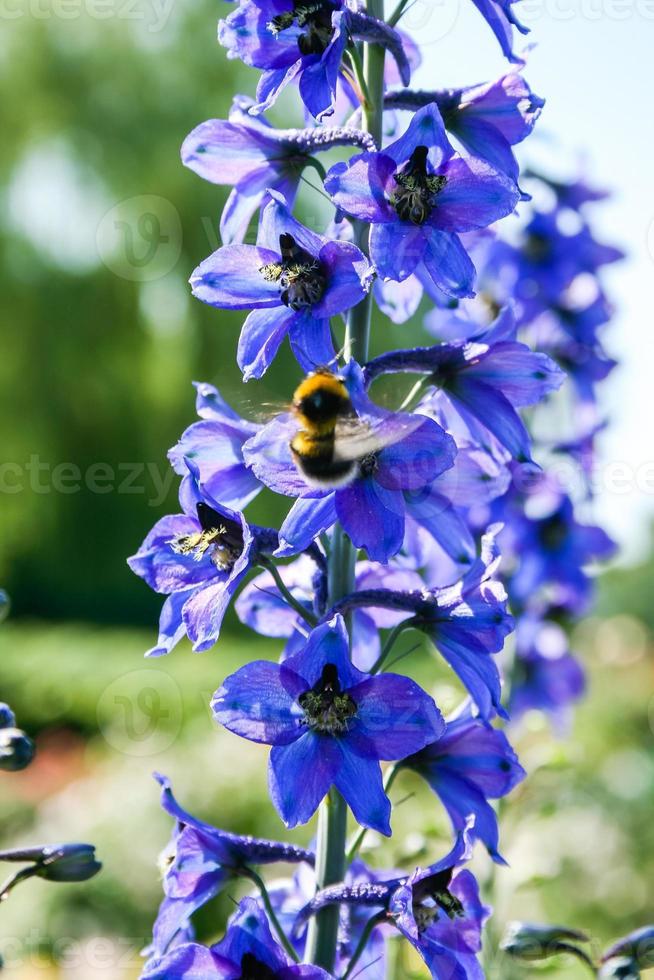 bombo su un' viola campo fiore nel ricerca di qualcosa gustoso foto