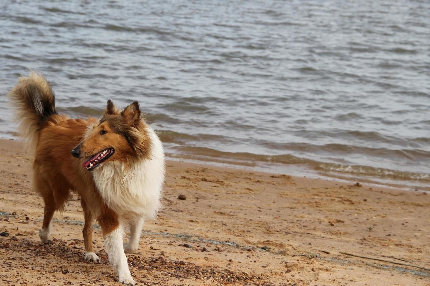 cucciolo collie su il spiaggia animale domestico amichevole foto