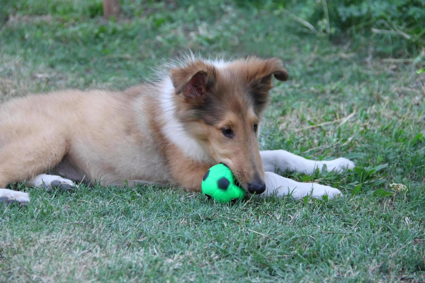 collie cucciolo giocando su il verde erba foto