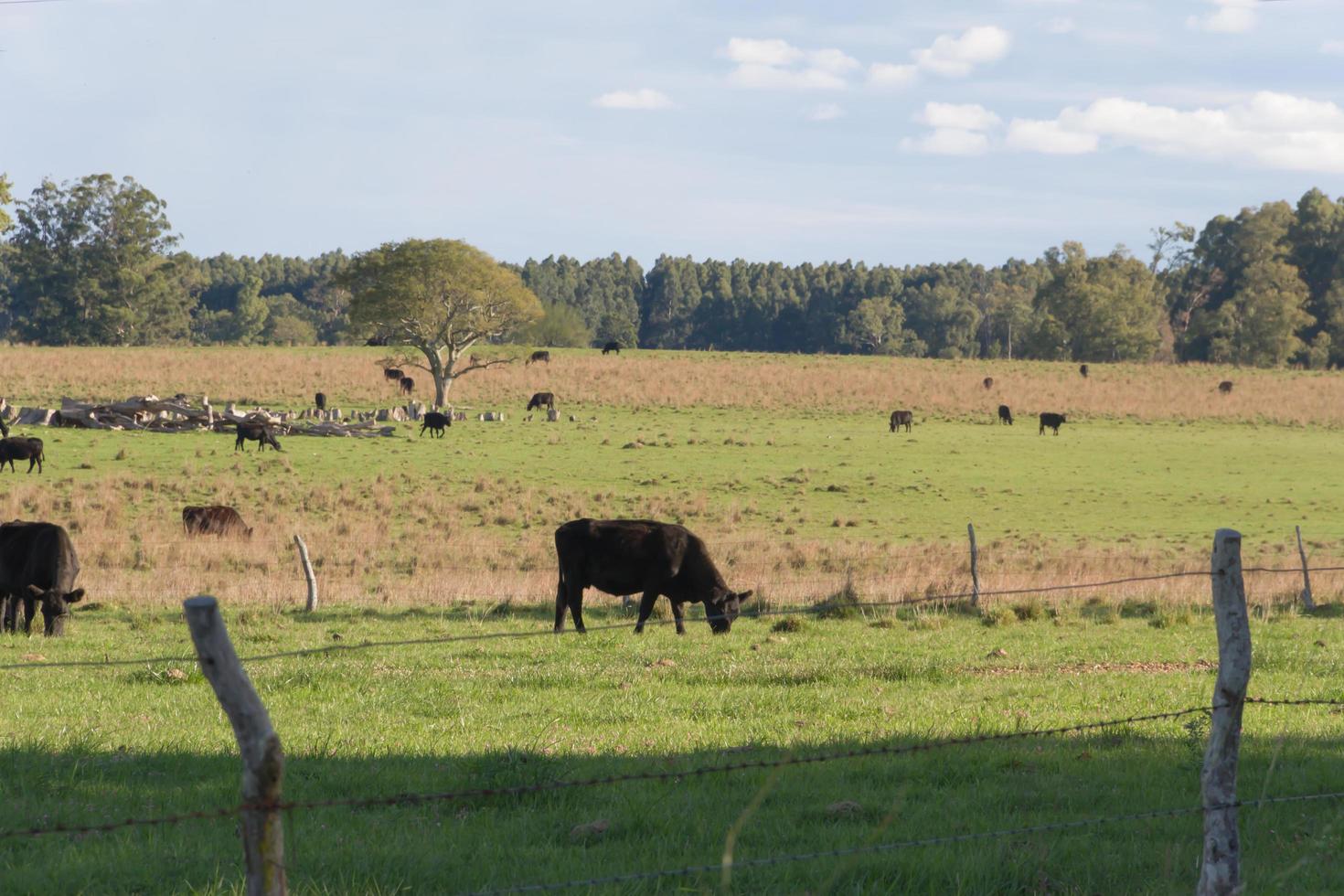 mucche pascolo nel il verde argentino campagna foto