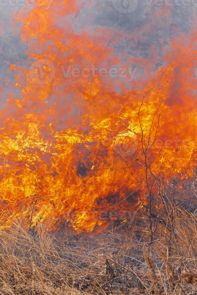 arancia fuoco e Fumo ardente erba nel agricoltura campo. avvicinamento Visualizza naturale wildfire sfondo foto