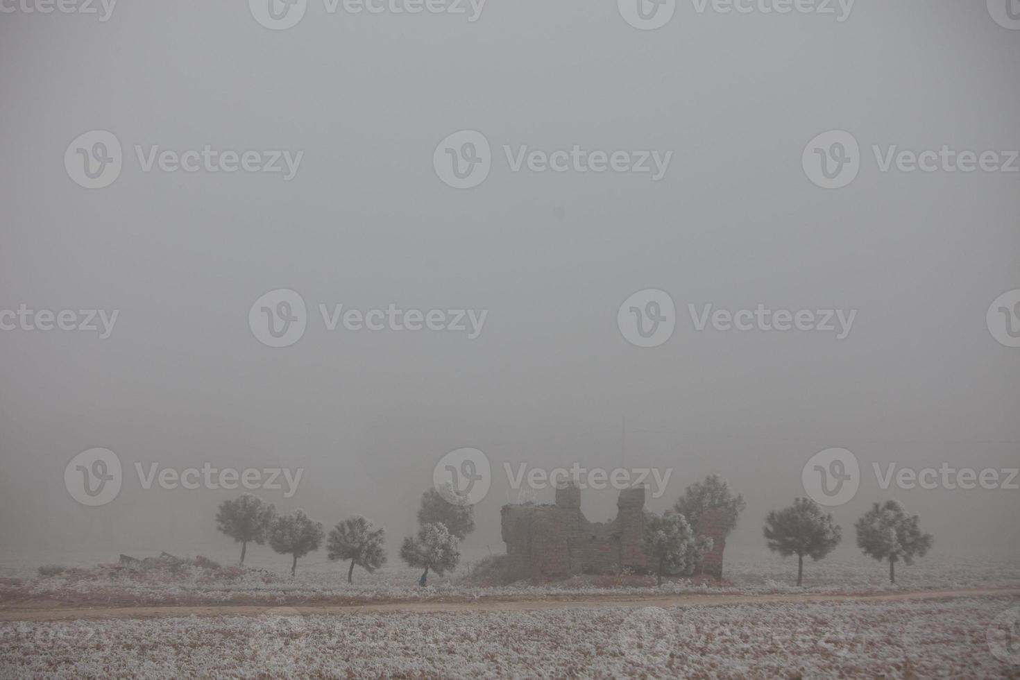 una pineta ghiacciata una mattina d'inverno in castiglia foto