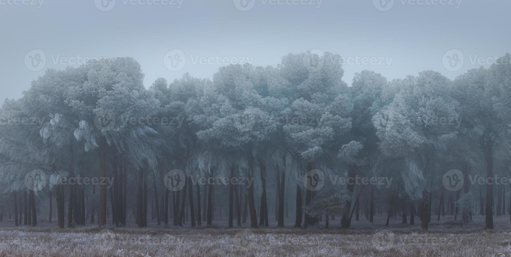 una pineta ghiacciata una mattina d'inverno in castiglia foto